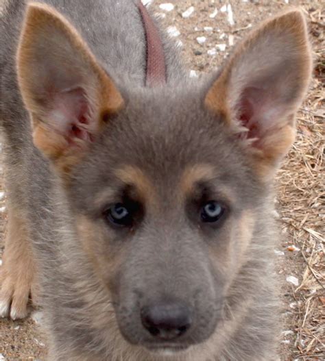 Powder Blue German Shepherd Puppies Adinaporter