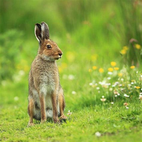 Irish Hare Animals Native To Ireland Ireland Before You Die