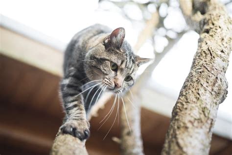 can cats climb down trees feline abilities and facts hepper