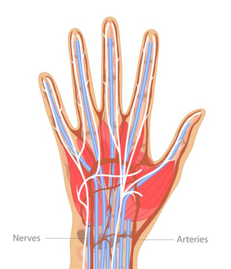 Hand And Wrist Injury Information Yoa