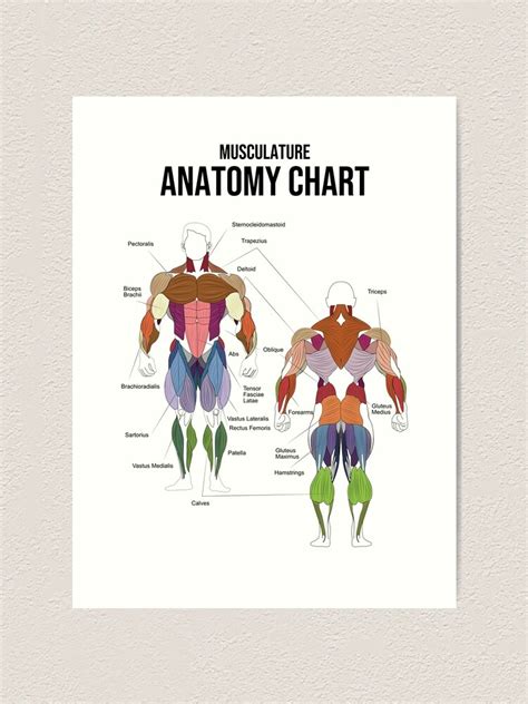 Musculature Anatomy Chart Exercise Diagram Muscle Anatomy Art