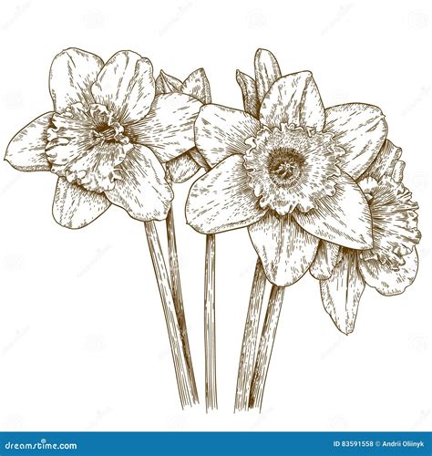 Engraving Illustration Of Narcissus Stock Vector Illustration Of