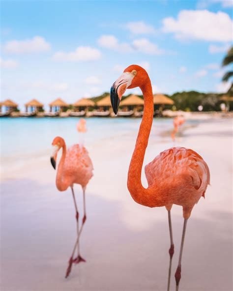 Flamingo Beach Aruba 3 A One Way Ticket