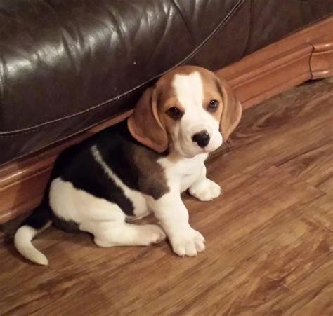 Find a beagle puppy from reputable breeders near you and nationwide. Beagle Puppies Wa