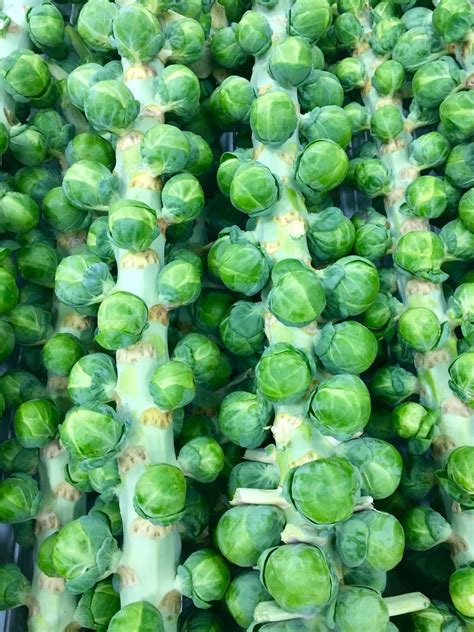 Real Food Encyclopedia Brussels Sprouts Foodprint