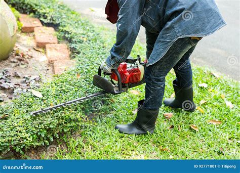 Man Trimming Hedge With Trimmer Machine Stock Image Image Of Human