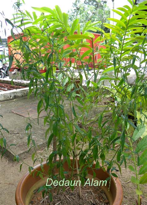 Shine hempedu bumi(herba andrographis paniculata): Dedaun Alam: Hempedu Bumi