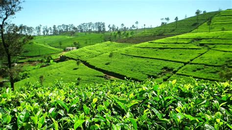 View Of Sri Lanka Tea Garden Mountains In Nuwara Eliya
