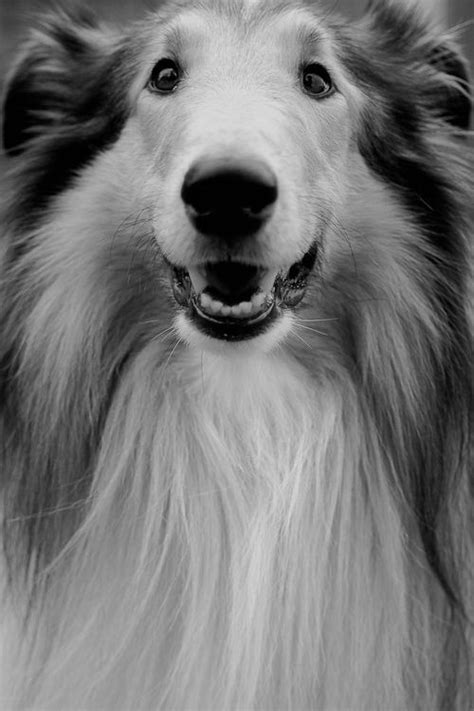 Collie Dogs And Best Dogs On Pinterest
