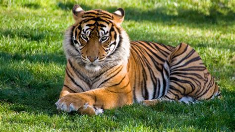 Big Tiger Is Lying Down On Green Grass During Daytime 4k Hd Animals