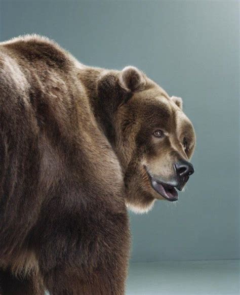 Portraits Of Bears By Jill Greenberg 32 Photos Jill