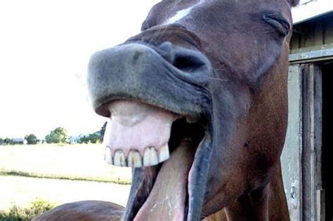 Weird And Wacky 10 Of The Funniest Horse Names