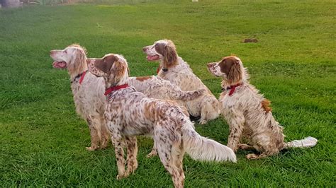 English Setter Puppies For Sale In Iowa If You Are Unable To Find