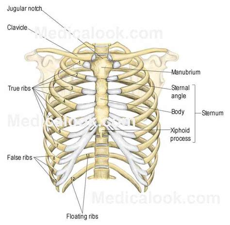 Rib Cage Consists Of Ribs The Sternum With Xiphoid Process Costal