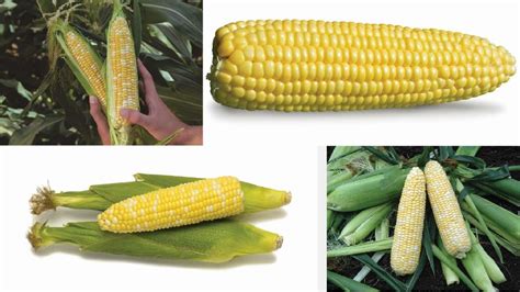 13 Sweet Corn Varieties Youve Gotta Taste Growing Produce
