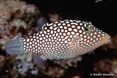 Hawaiian Whitespotted Toby Canthigaster Jactator Tims
