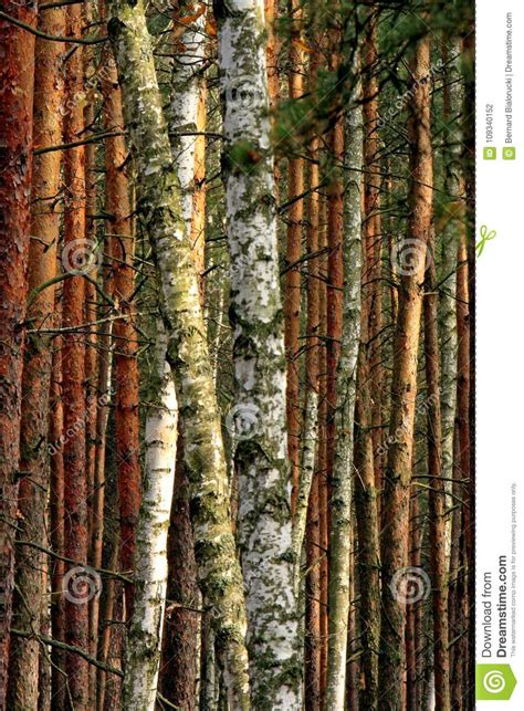 Wooded Landscape Of An European Mixed Forest Thicket In Autumn Stock