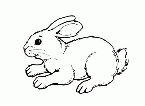 See also other worksheet, coloring pages, connect the dot, maze, and crosswords below. Woodland Animal Coloring Page - Coloring Home