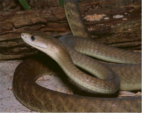 The snake has a textured scaley looking fabric on top and a soft plushy grey color on the bottom with bright blue eyes. Black Mamba ~ World of photography