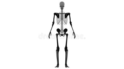 Human Skeleton Appendicular Skeleton Anatomy 3d Stock Illustration