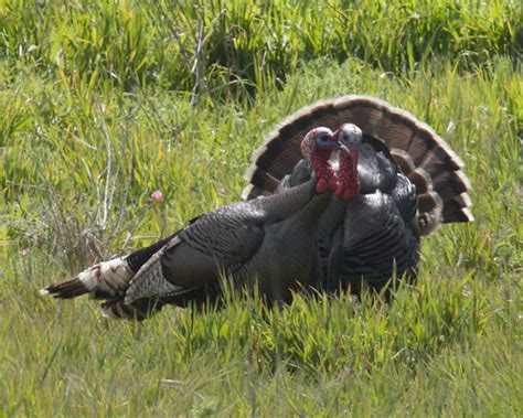 wild turkeys turkeys are strange looking birds tom clifton flickr