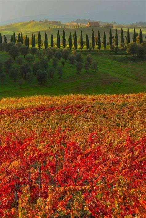 Autumn In Tuscany Siena Toscana Places To See Places To Travel