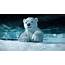Ice Bear Wallpapers  Wallpaper Cave