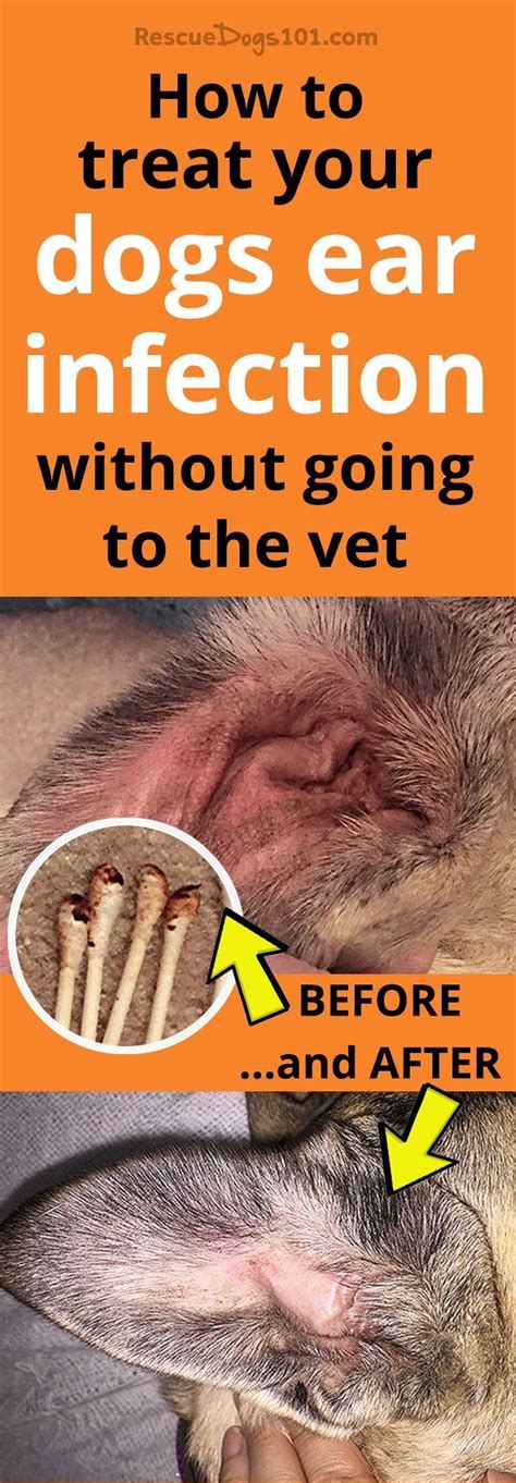 Ear Infection Remedy For Your Dog How To Treat Your Dogs Ear Infection