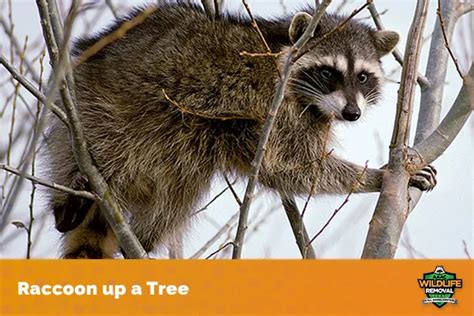 What To Do About A Raccoon In A Tree Aaac Wildlife Removal Of Cincinnati