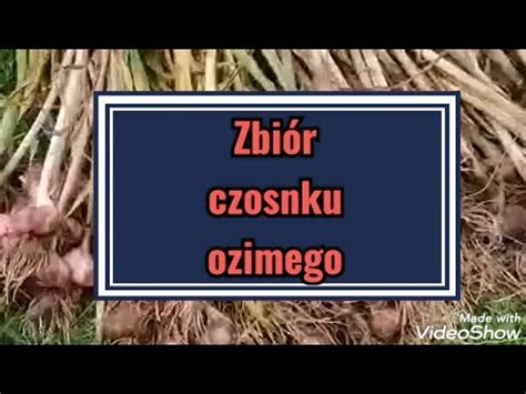 Zbi R Czosnku Ozimego Kiedy Wykopywa Czosnek Youtube