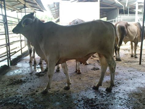 Harga lembu atau kambing korban adalah seperti berikut: LEMBU Korban Untuk Aidiladha :) ~ Usahawan Tani Kelantan