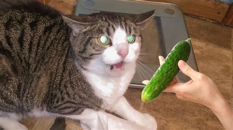 Cats Vs Cucumbers Compilation Cats Scared Of Cucumbers Petastic 🐾