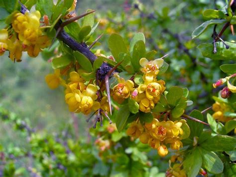 Berberis Vulgaris | Homeopathische middelen - Klassieke Homeopathie