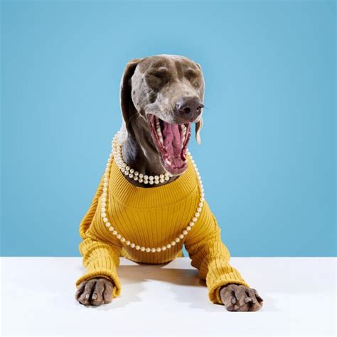 Premium Photo Portrait Of Cute Weimaraner Dog With Brown Fur In Funny