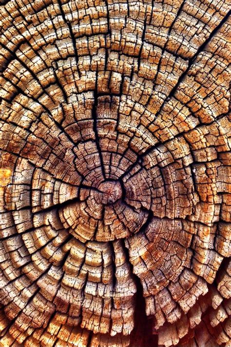Разноцветные фотографии коричневый Текстуры Фото дерево Дерево