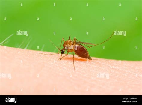 Midge Bite Hi Res Stock Photography And Images Alamy