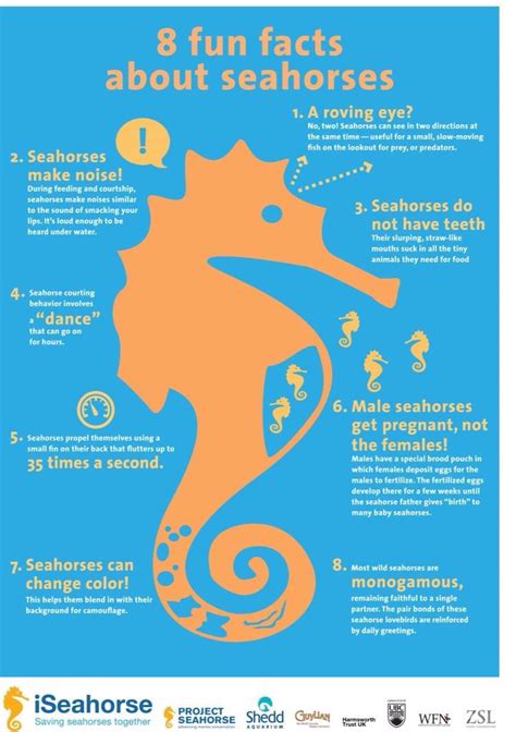 Educating your kids about animals can be as much fun as watching a movie or reading a book. 8 Fun Facts About Seahorses | Seahorse - Endangered ...