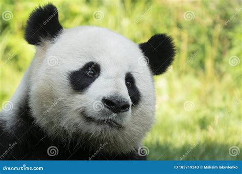 Portrait Of Panda Bear Close Up Cute China Animals Stock Image Image