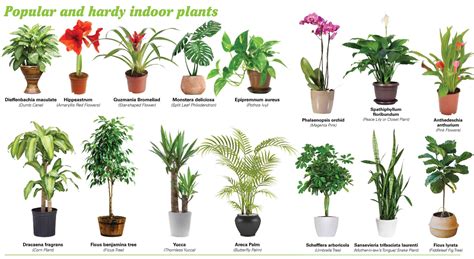 Indoor Plants Pictures And Names Houseplants Types Smelling Bodenewasurk