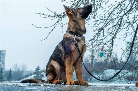 Maybe you would like to learn more about one of these? 5 Best Collars for German Shepherds in 2020 - DogStruggles