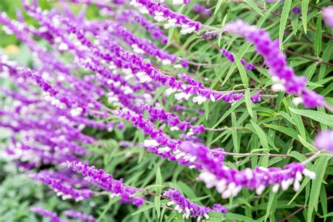 Salvia Leucantha Mexican Bush Sage Care And Growing Guide