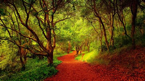Beautiful Forest Pathway 03846