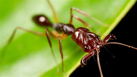 Ants With Leaping Ability The New York Times