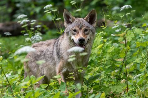 Wolf Portrait In Summer Forest Wildlife Scene From Nature Stock Photo