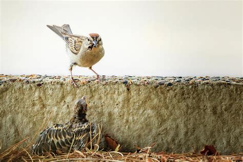 Story Of The Baby Chipping Sparrow 9 Of 10 Photograph By Joni Eskridge