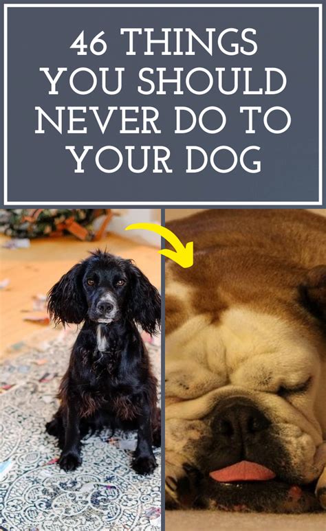 If You Own A Dog Here Are 46 Things You Should Never To Do Them