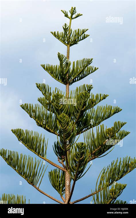 Pine Tree Top Stock Photo Alamy