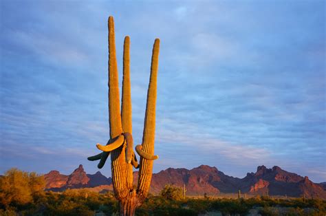 Last Light On Saguaro Cactus Anne Mckinnell Photography