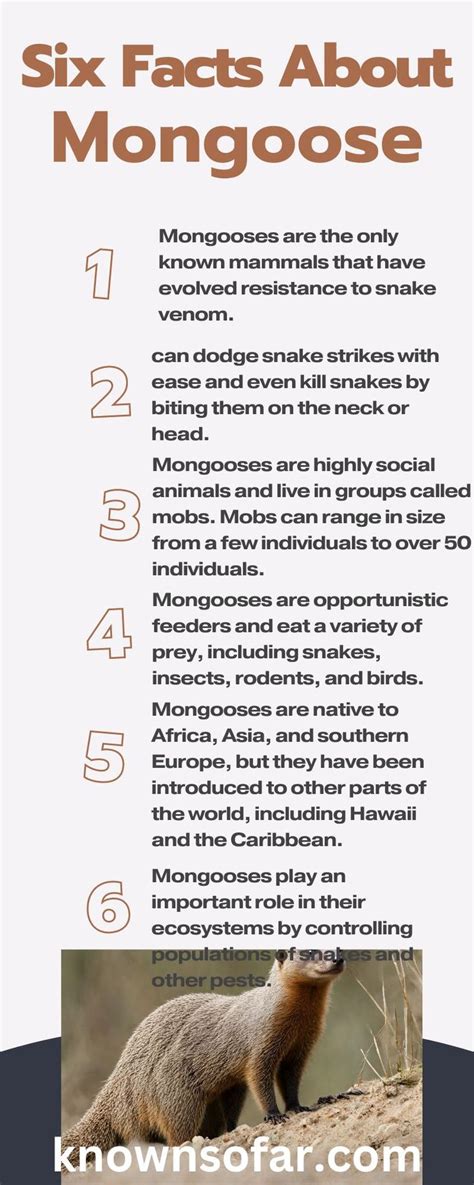 Six Facts About Mongoose Mongoose Mongoose Animal Facts