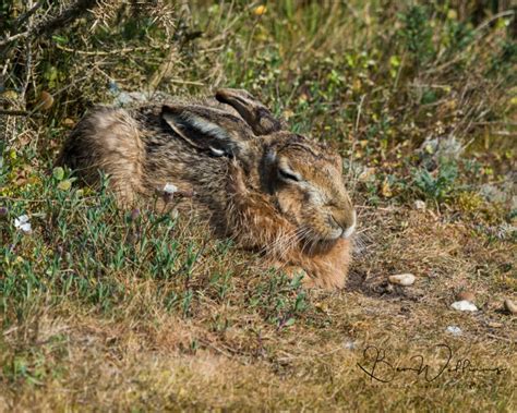 Natural Encounters Photography By Ben Williams Sunbathing Hare